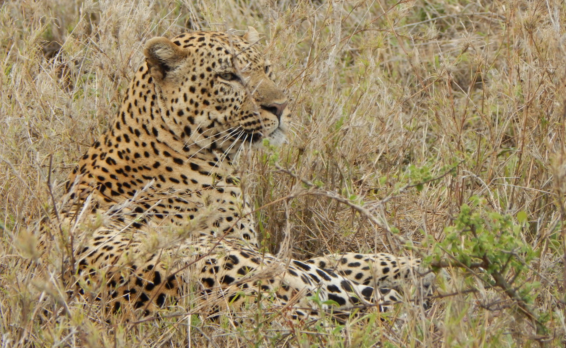 Leopard Tansania Rundreise