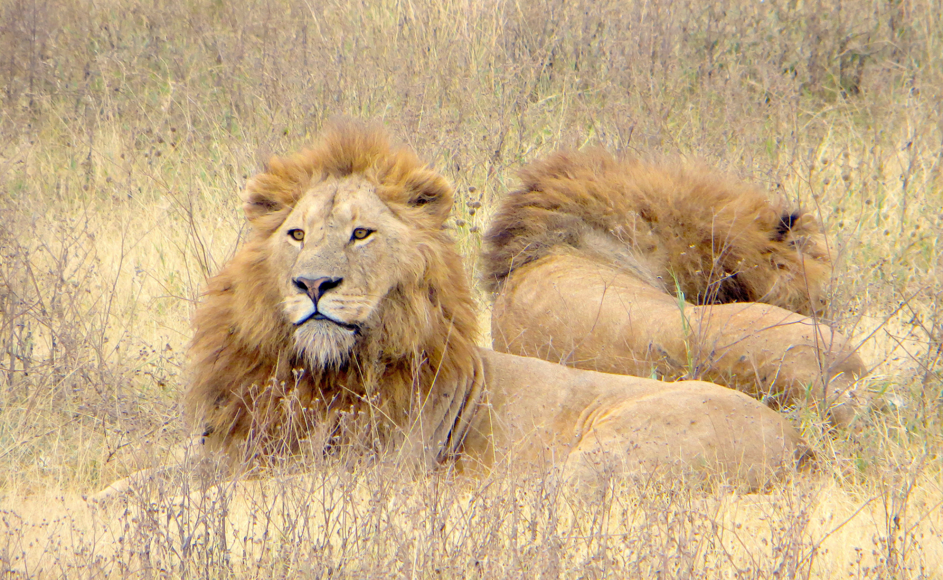 Löwenmännchen Tansania Safari Urlaub
