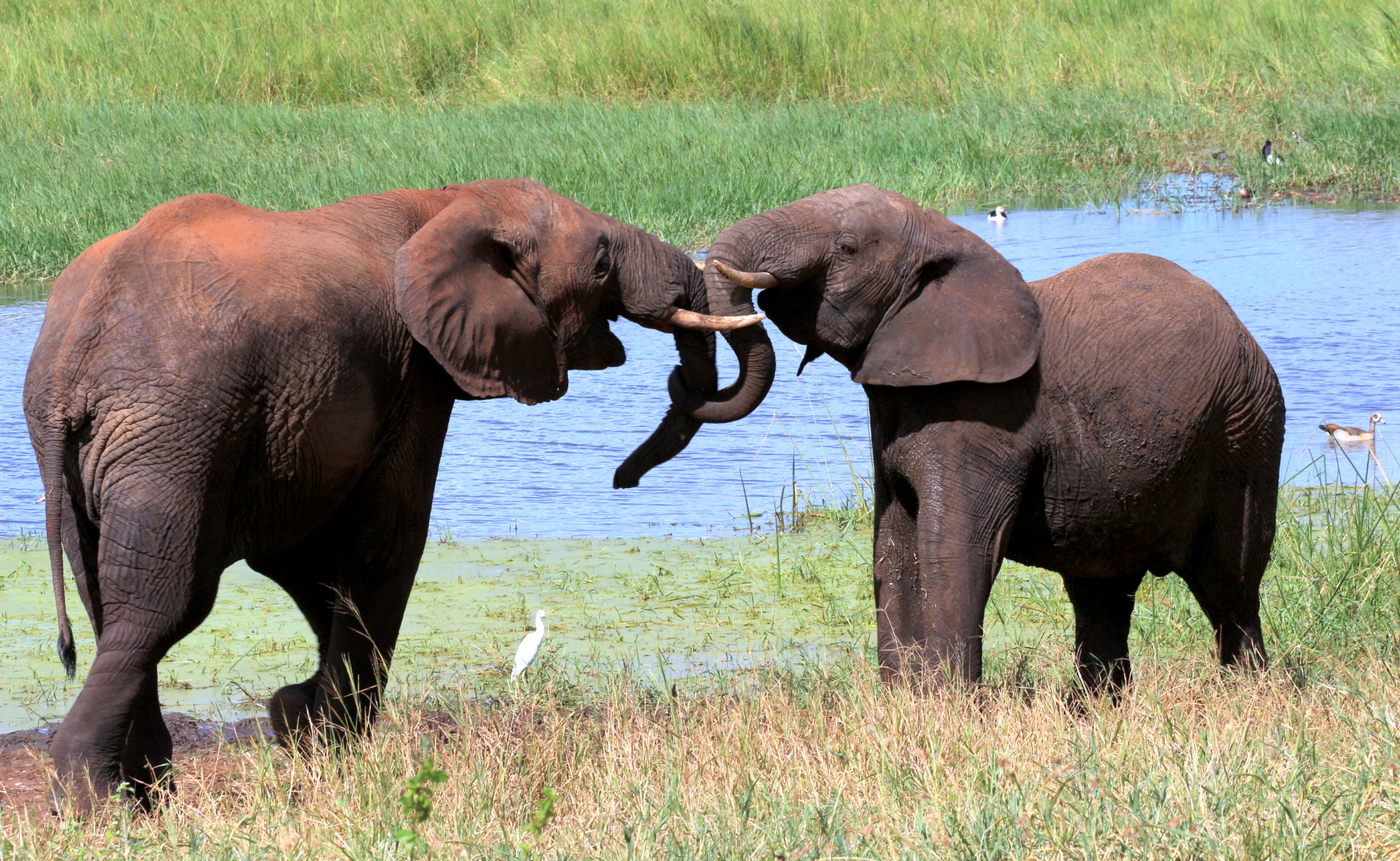 Elefanten Tansania Safari