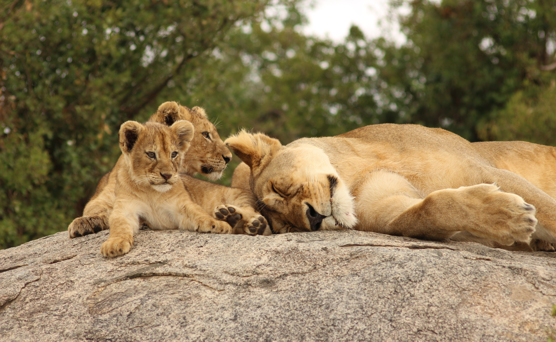 Löwin mit Jungen Tansania Safaris
