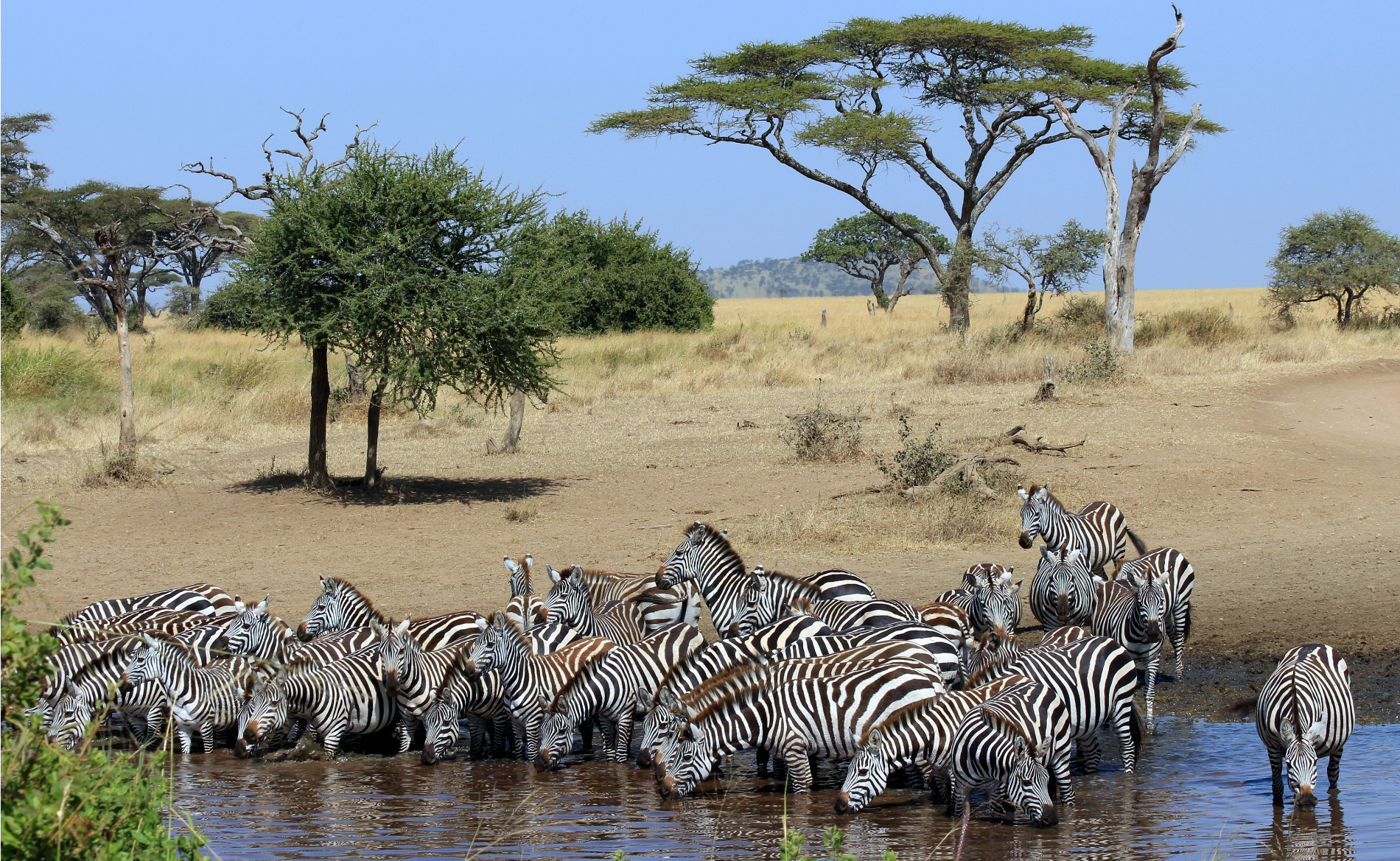 Zebras Tansania Urlaub