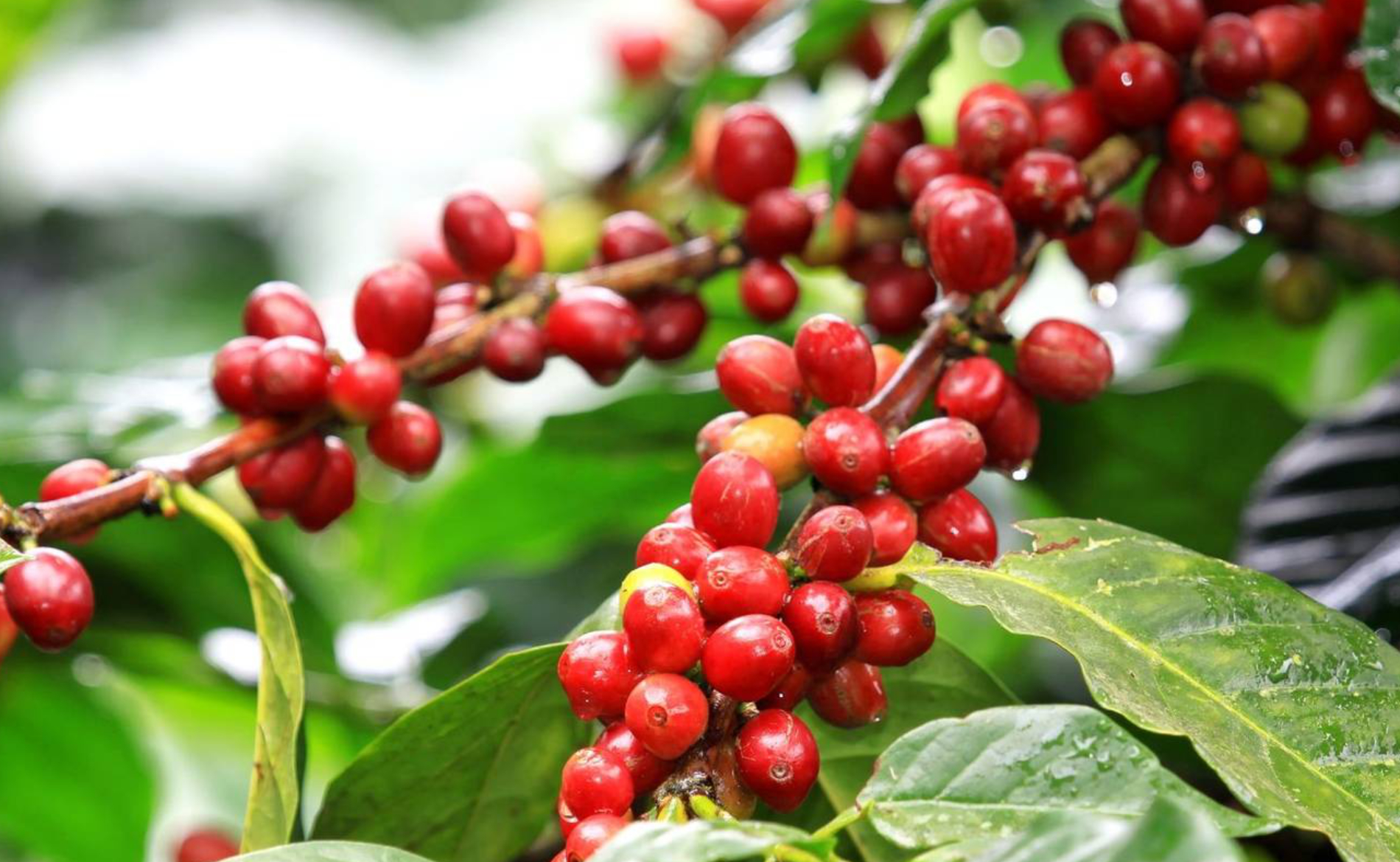 Kaffeepflanze Tansania
