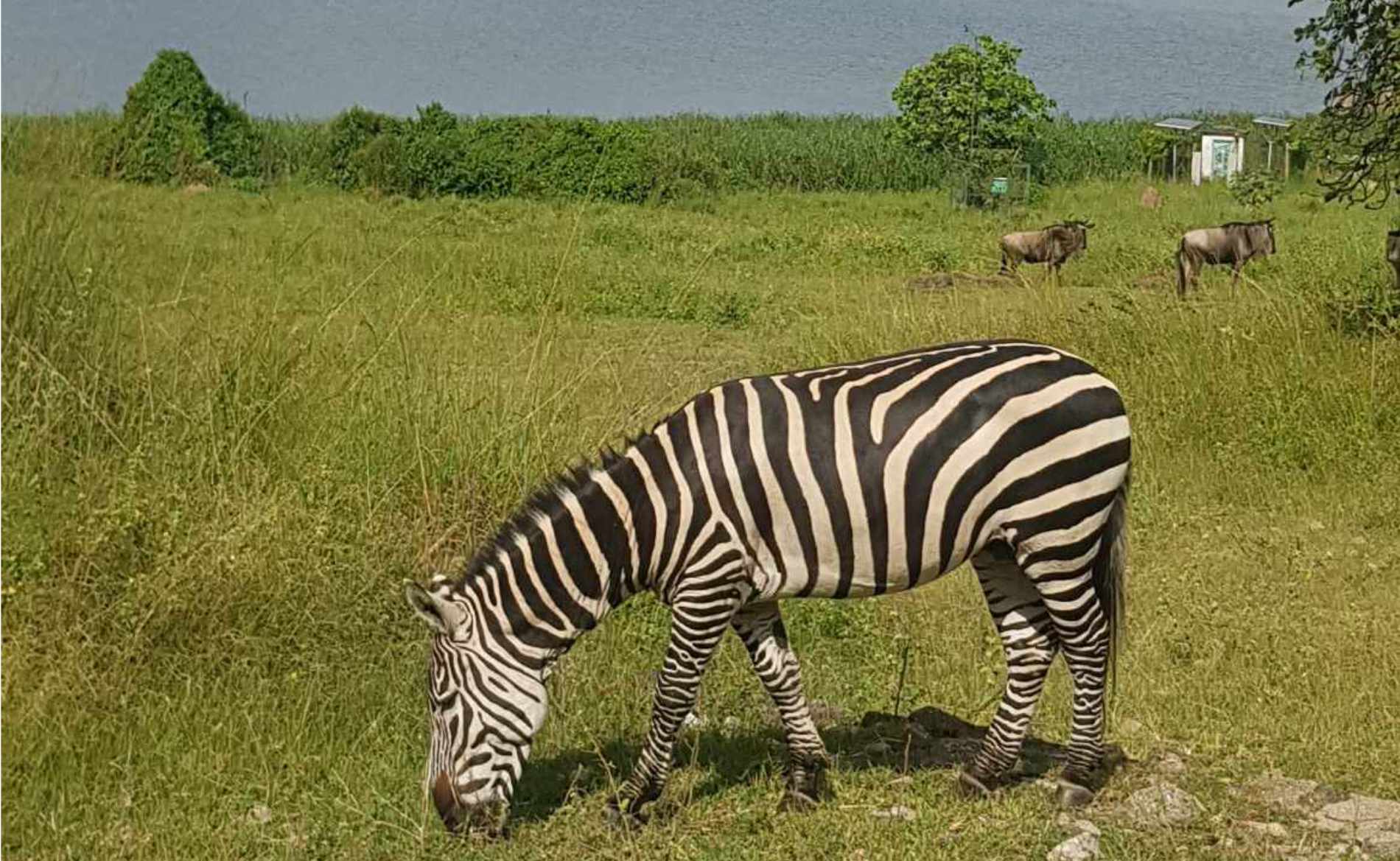 Zebra Saanane Island Nationalpark